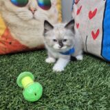 Marlo Ragdoll 02