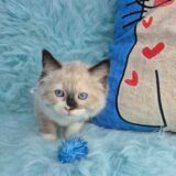 Marlo Ragdoll 03