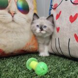 Marlo Ragdoll 04