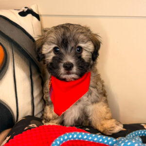 Marmalade Shihpoo 01 Marmalade Shihpoo 01