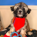Marmalade Shihpoo 03