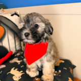 Marmalade Shihpoo 04