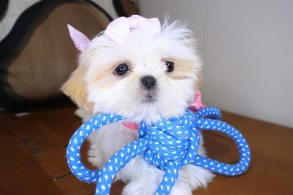 Martell Shih Tzu 01