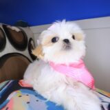 Martell Shih Tzu 03