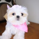 Martell Shih Tzu 04
