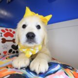 Mata Hari Golden Retriever 01