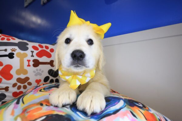 Mata Hari Golden Retriever 01