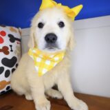 Mata Hari Golden Retriever 02