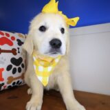 Mata Hari Golden Retriever 03