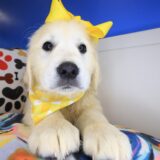 Mata Hari Golden Retriever 04