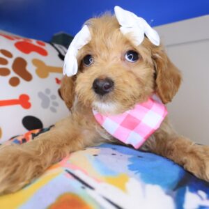 Matilda Maltipoo 01 Matilda Maltipoo 01