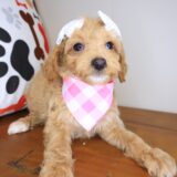 Matilda Maltipoo 02