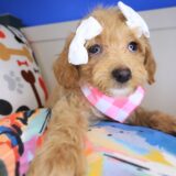 Matilda Maltipoo 03