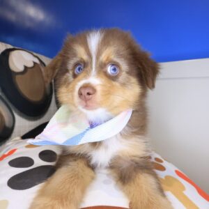 Meadow Australian Shepherd 01 Meadow Australian Shepherd 01