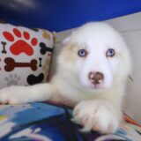 Melo Pomsky 01