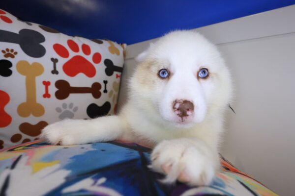 Melo Pomsky 01