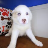 Melo Pomsky 02