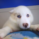 Melo Pomsky 03