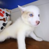 Melo Pomsky 04