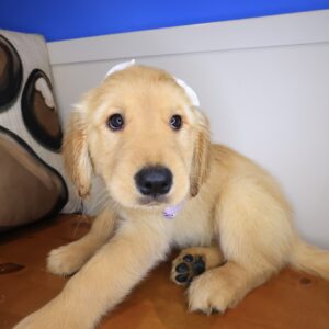 Midge Golden Retriever 01 Midge Golden Retriever 01