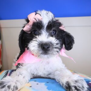 Millie Shihpoo 01
