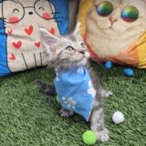 Mira Maine Coon 01