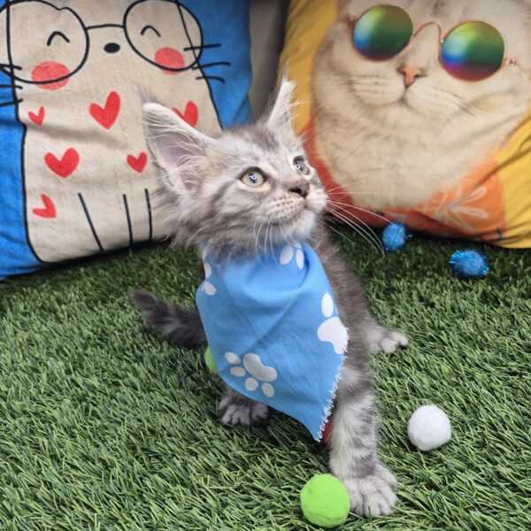 Mira Maine Coon 01