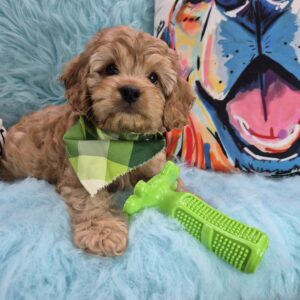 Moby Cavapoo 01 Moby Cavapoo 01