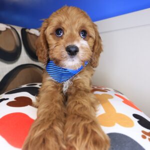 Mojo Cavapoo 01 Mojo Cavapoo 01
