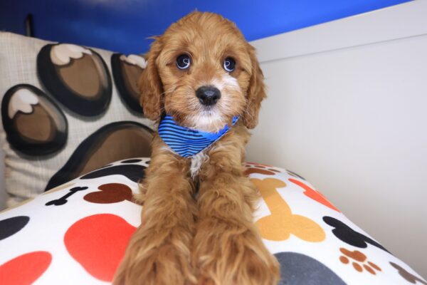 Mojo Cavapoo 01