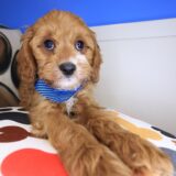 Mojo Cavapoo 02
