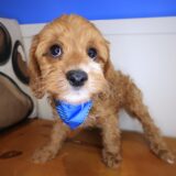 Mojo Cavapoo 03