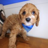 Mojo Cavapoo 04