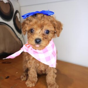 Moo Cavapoo 01 Moo Cavapoo 01