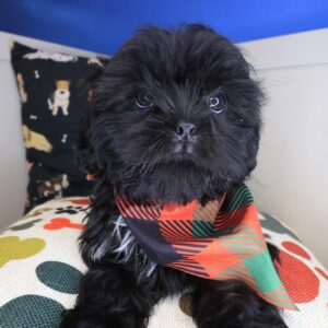 Moose Shih Tzu 01 Moose Shih Tzu 01