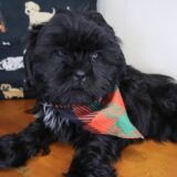 Moose Shih Tzu 02