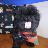 Moose Shih Tzu 03