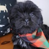 Moose Shih Tzu 04