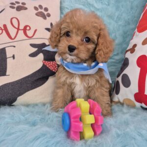 Mordecai Cavapoo 01 Mordecai Cavapoo 01