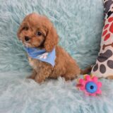 Mordecai Cavapoo 02