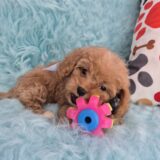 Mordecai Cavapoo 03