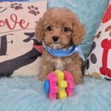 Mordecai Cavapoo 04