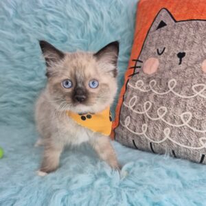 Munchkin Ragdoll 01