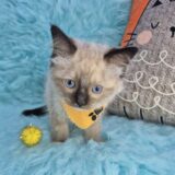 Munchkin Ragdoll 02