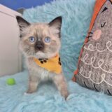 Munchkin Ragdoll 03