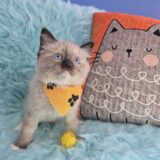 Munchkin Ragdoll 04