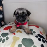 Nash Pug 01