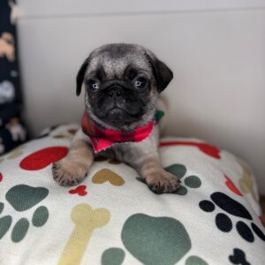 Nash Pug 01