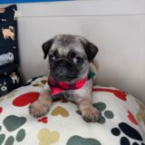 Nash Pug 02