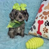 Nena Cavapoo 01